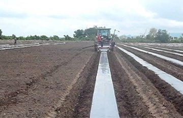 establecimiento de las plantaciones de paulownia