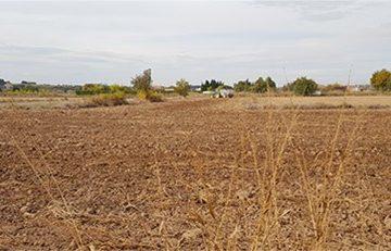 Manual de cultivo paulownia, crear nuevas plantaciones, cómo cultivar paulownia, el establecimiento de las plantaciones de paulownia