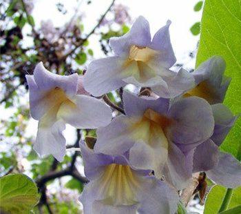 Paulownia Elongata