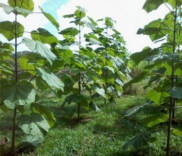 Paulownia Elongata