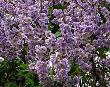 Paulownia Kawakamii
