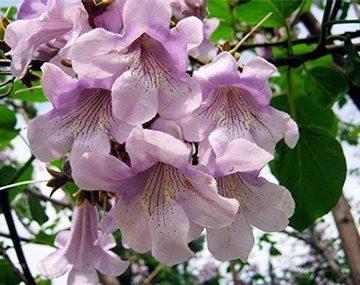 Paulownia Kawakamii