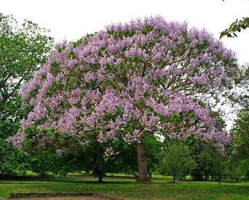 Paulownia Kawakamii