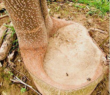 Sobre Paulownia