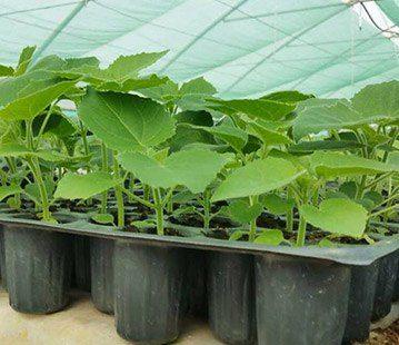 Paulownia Shan Tong
