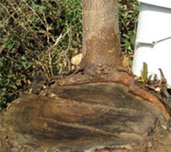 Paulownia Shan Tong