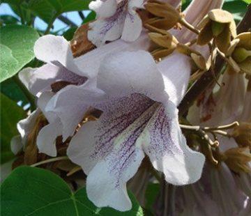 Paulownia Tomentosa