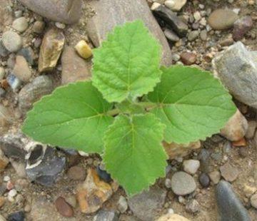 Paulownia Tomentosa