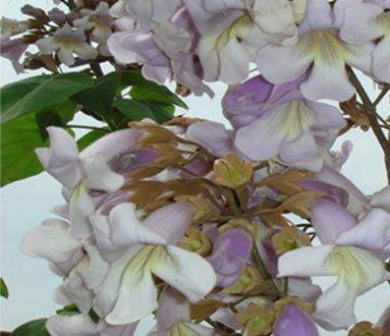 Paulownia Tomentosa