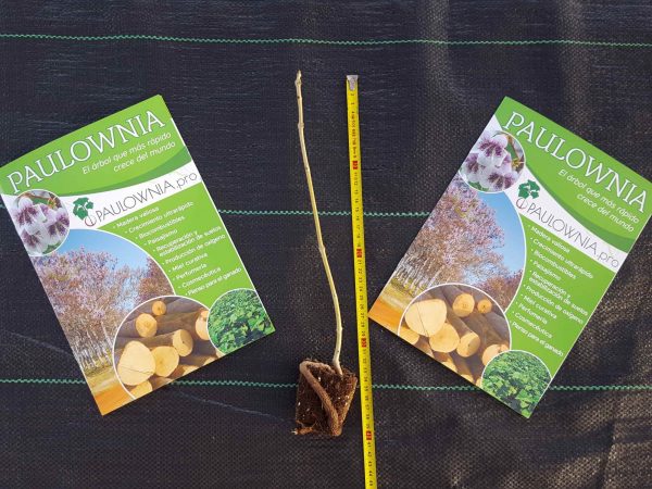 Paulownia Pao Tong Z07 – Stump M