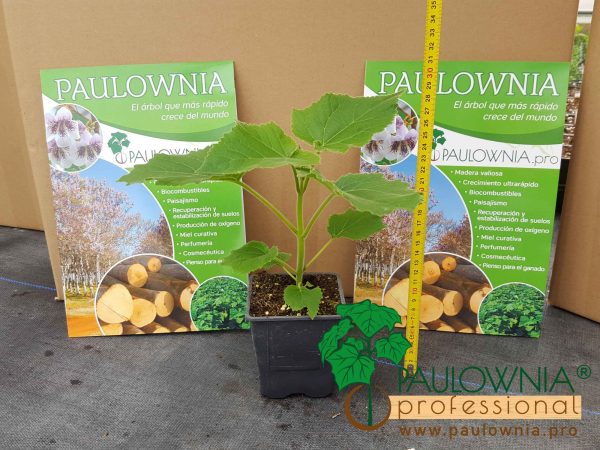 Paulownia Pao Tong Z07 – Maceta 600ml