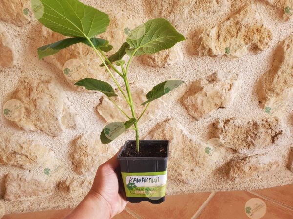 Paulownia Kawakamii – Maceta 600ml