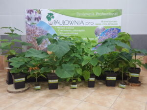 [:es]Plántulas de Paulownia[:en]Paulownia Plants[:ru]Растения Павловния[:]