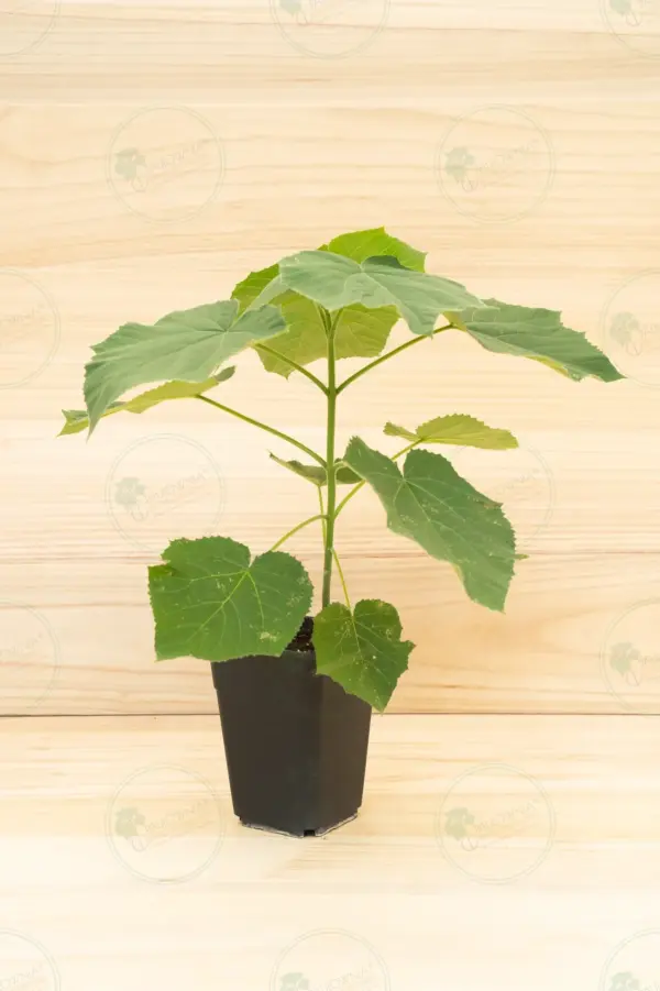 Paulownia Aromatica® – Maceta 3,6L
