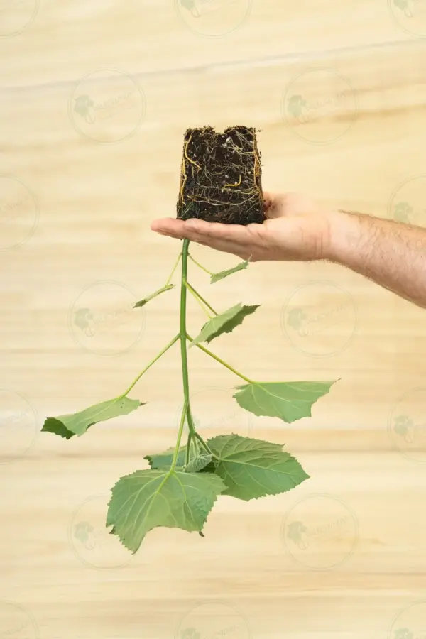 Paulownia Aromatica® – Stump Maceta 600ml