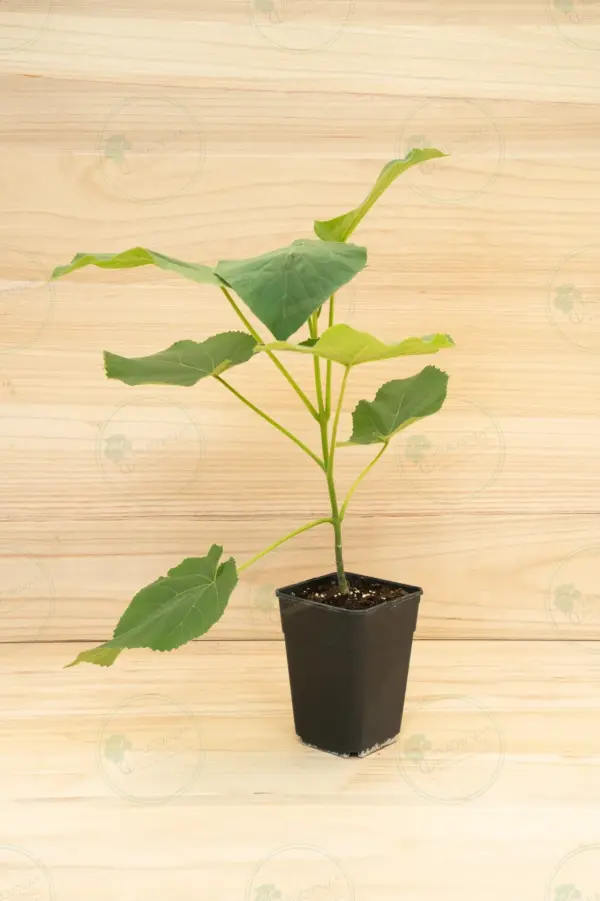 Paulownia Elongata White Night® – Maceta 3,6L