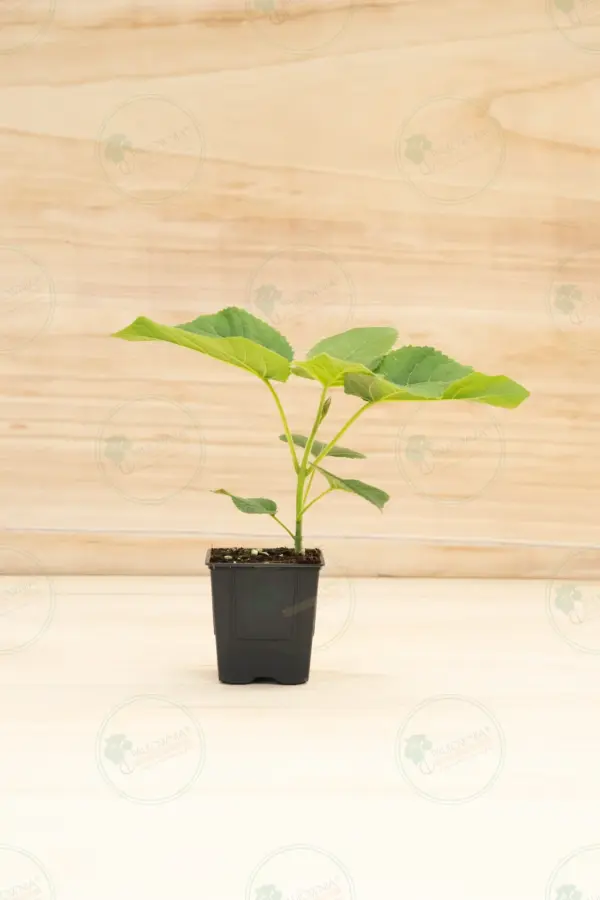 Paulownia Elongata White Night® – Maceta 600ml