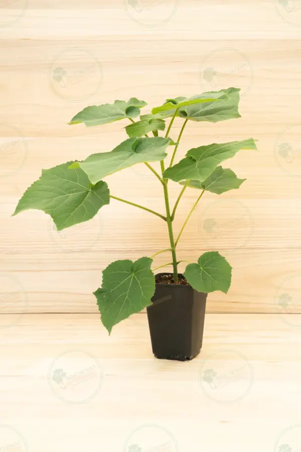 Paulownia Leoparda® – Maceta 3,6L