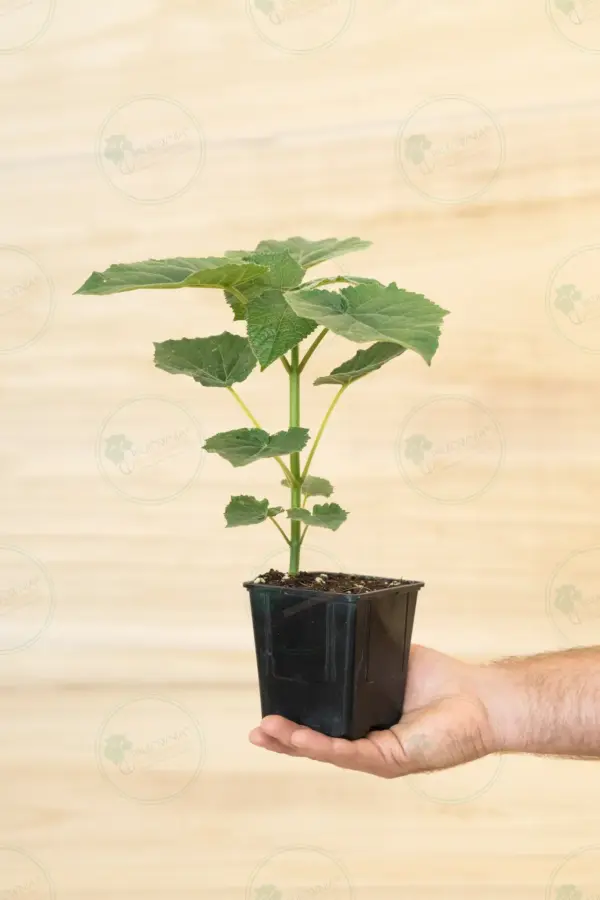 Paulownia Leoparda® – Stump Maceta 600ml