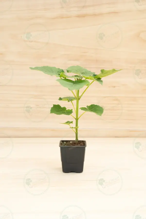 Paulownia Leoparda® – Maceta 600ml