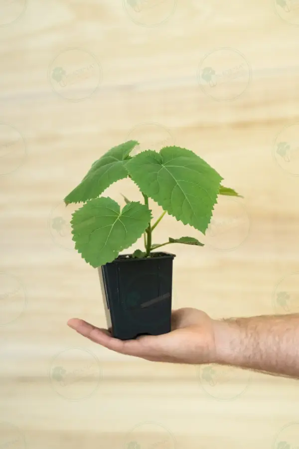 Paulownia PROFI® – Stump Maceta 600ml