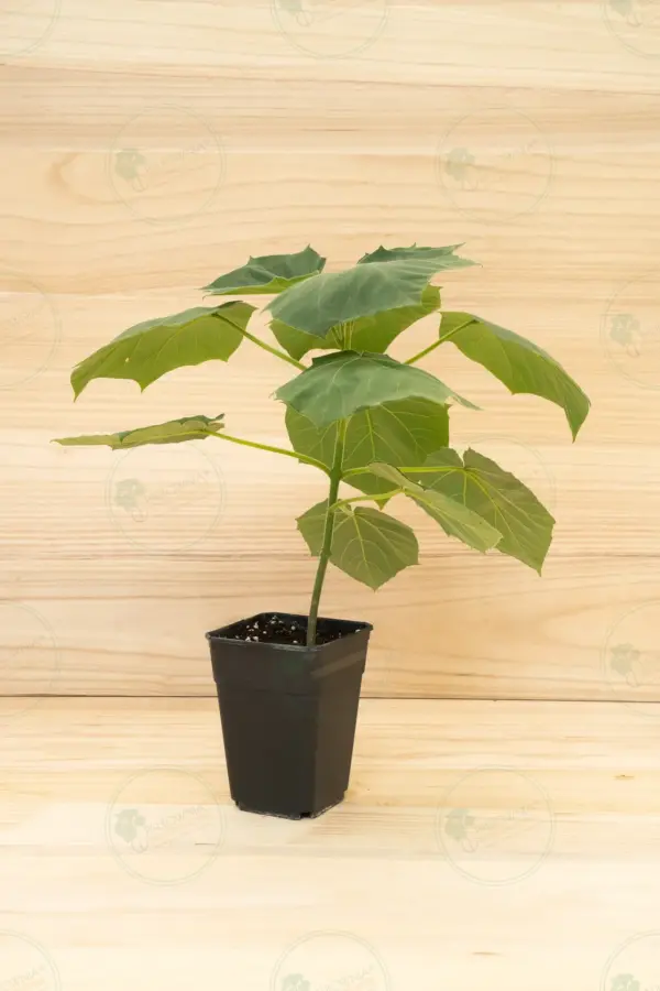Paulownia Proxy2® – Maceta 3,6L