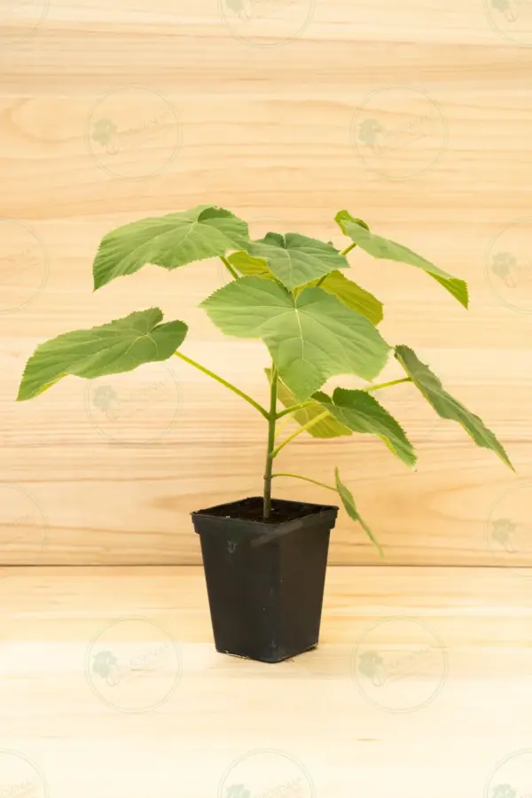 Paulownia Tomentosa – Maceta 3,6L