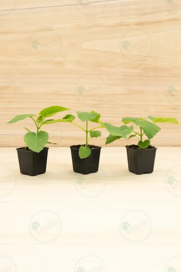 Paulownia Tomentosa – Maceta 600ml