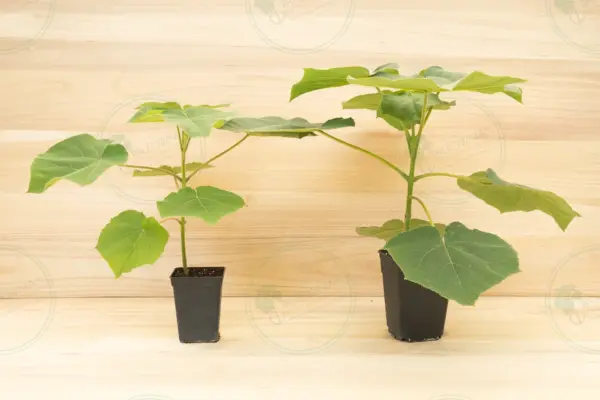 Paulownia Turbo Pro® – Maceta 3,6L
