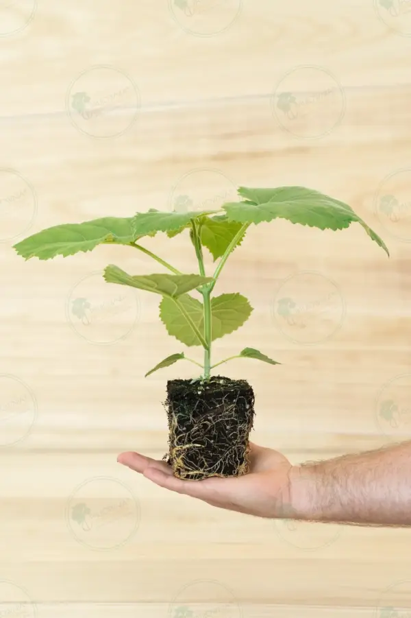Paulownia Ze Pro® – Stump Maceta 600ml