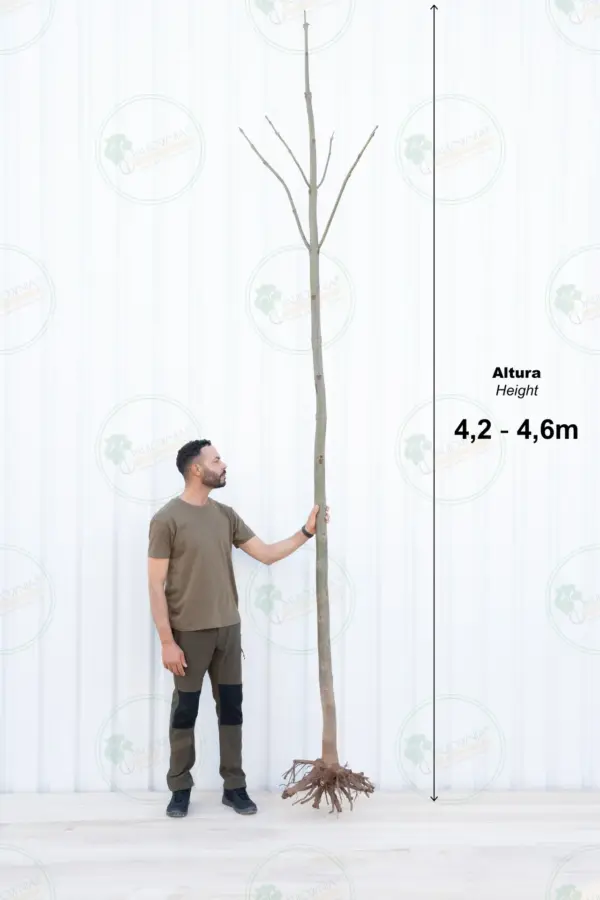 Paulownia Aromatica® – Árbol 4,5m