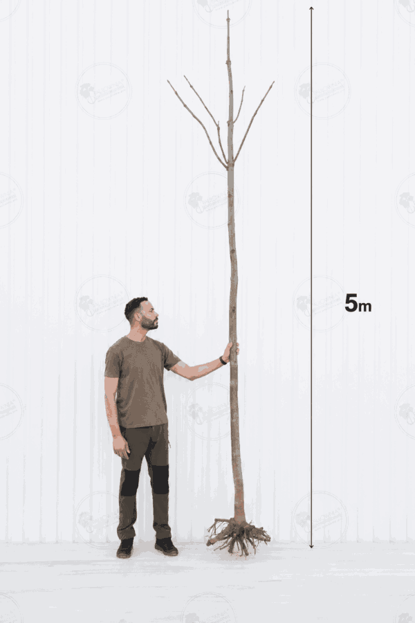 Paulownia Aromatica® – Árbol 5m