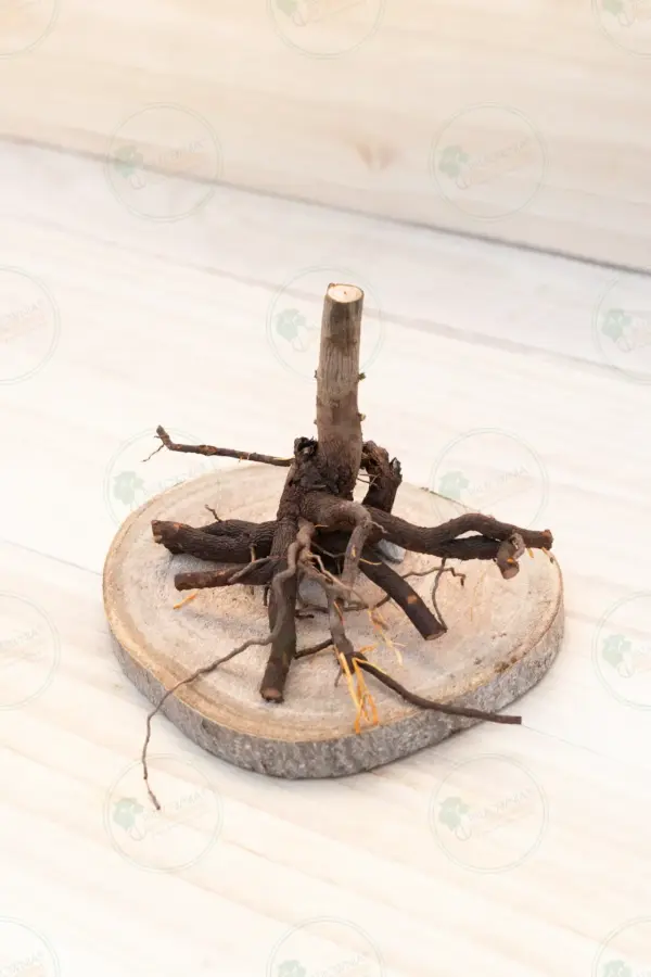 Paulownia Leoparda® – Stump L