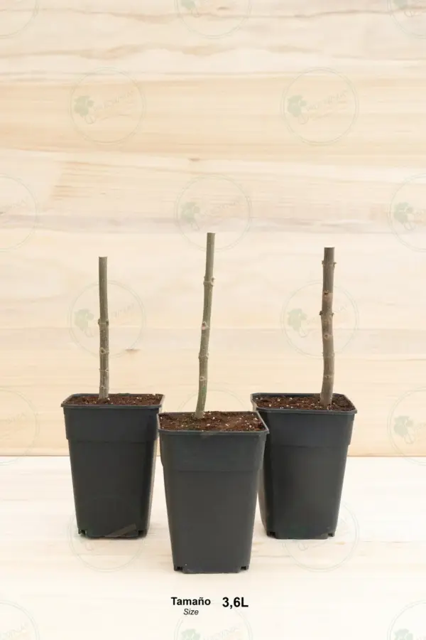 Paulownia Kawakamii – Stump Maceta 3,6L