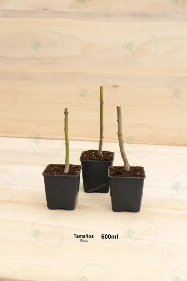 Paulownia Kawakamii – Stump Maceta 600ml