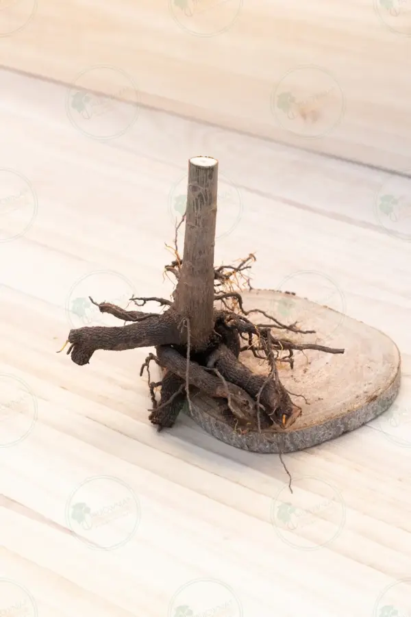 Paulownia Proxy2® – Stump XL