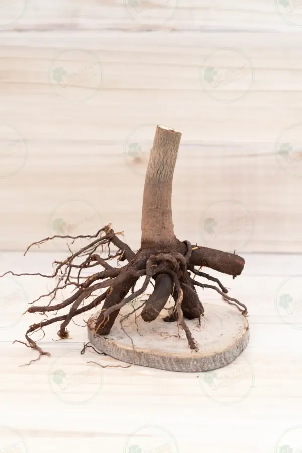 Paulownia Proxy2® – Stump XXL
